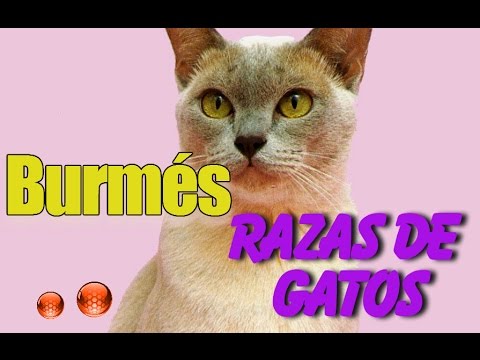 Raza de Gato Burmés