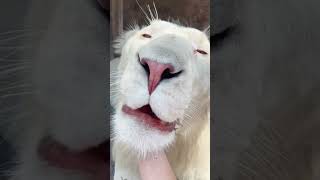 HUGE White Lion Claws &amp; Toe Beans! WOW