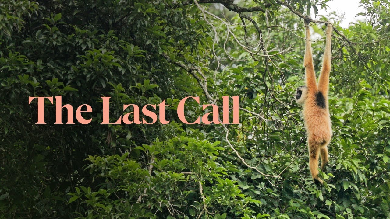 The Last Call - Cao vit gibbon conservation