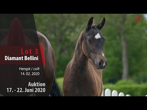 03 Diamant Bellini Hengst v. Diamant De Casall - Bellini Royal