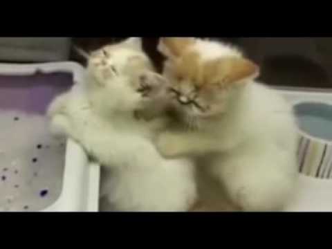 el video  mas  gracioso