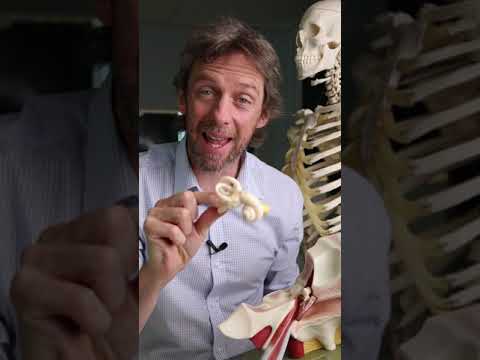 #shorts - vestibulocochlear nerve