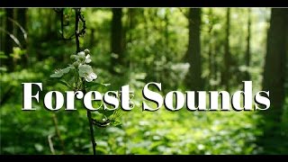 Nature sounds Meditation forest sounds of birds si