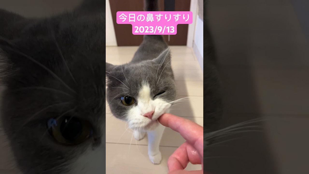 今日の鼻すりすり（ふく）#shorts