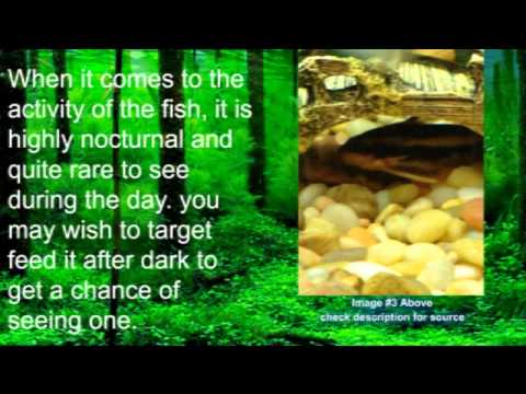 Species Care Sheet 1: Striped Raphael Catfish