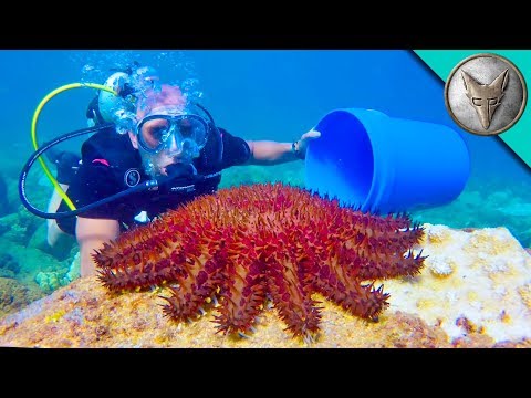 image-Do starfish live in the sea?