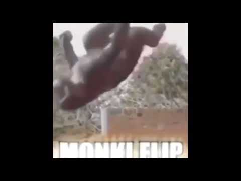 Monkey flip 🐒