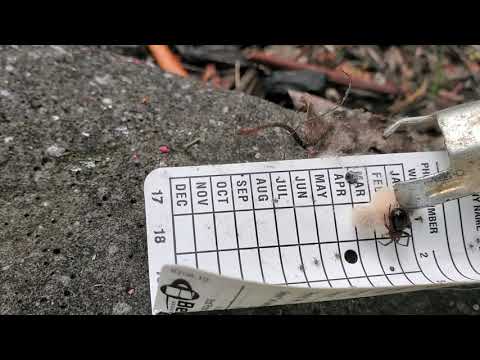 Spider Surprise in Eatontown, NJ