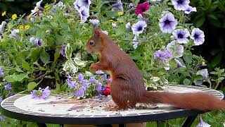 5-Minutes Mindfulness  Meditation With Cute Squirrel🐿 sounds (Relieve Stress)