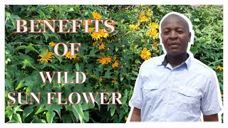 Benefits of wild sunflower Tithonia Diversifolia
