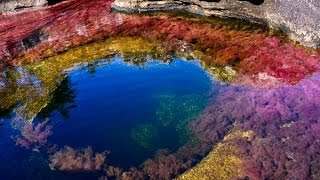 The most beautiful river on earth - Crystal Spout (Caño Cristales)