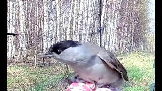 Ловля соловья и черноголовки