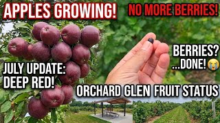 Download lagu Orchard Glen Fruit Update (Late July): Are the Apples Ripe Yet? mp3 Download lagu Orchard Glen Fruit Update (Late July): Are the Apples Ripe Yet? mp3