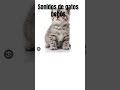 Sonidos de. Gatos. Bebes