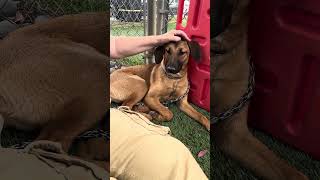 Video preview image #1 Mutt Puppy For Sale in Pasadena, CA, USA