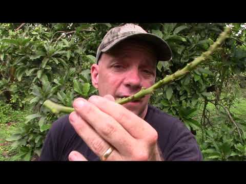 How to Graft Onto a Mature Avocado Tree