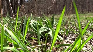 Schmidt Meadow Preserve