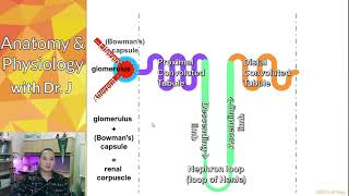 PHYL 142 | Urinary | Nephrons - Nephron Anatomy & Substructures