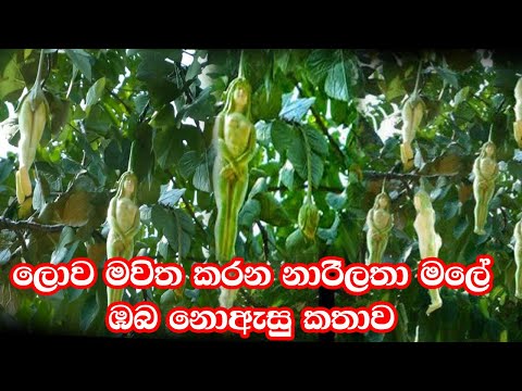 Secret World Imagine Beautiful Narilatha Flower