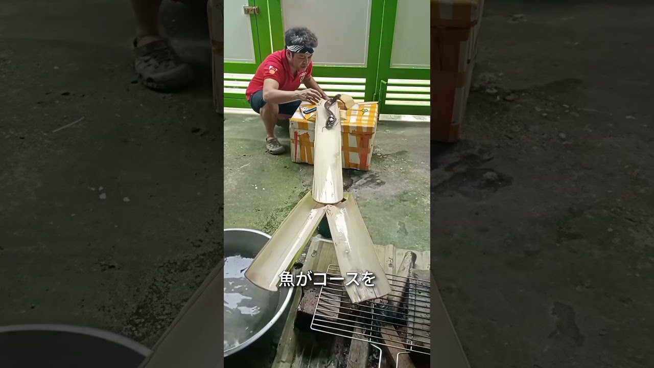 この魚は究極の2択を迫られていた😱🐟#shorts