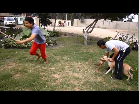 Entrenamiento Guardia y Protección - CLUB CASA GRANDE PITBULL