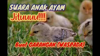 Download lagu Suara Anak Ayam buat pancingan garangan / musang ( PASTI NONGOL ) mp3