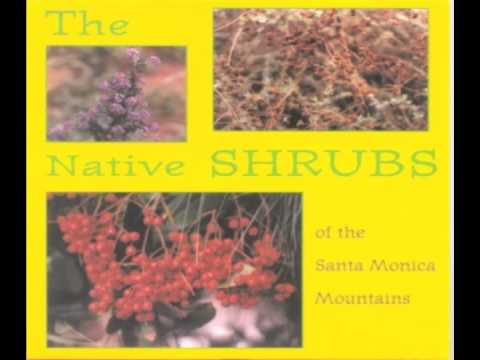 The Native Shrubs - 'The Father, the Son, and the Friendly Ghost'