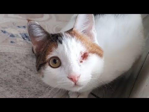 Telli Saklambaç Oynuyor/Play Time With My Cat