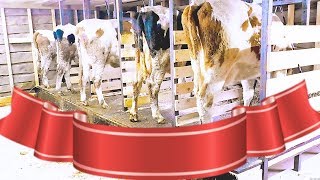 Как построить сарай для коров своими руками