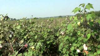 Cotton Farming, Nandikonda 