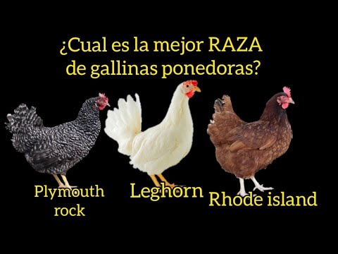 , title : '¿Cual es la mejor RAZA de gallinas ponedoras? Rhode Island Red, Plymouth Rock Barrada o Leghorn!'