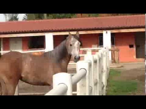 faizah bm (ajman moniscione x rajimah rose ) 08  04 2011