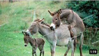 Donkey mating video - Donkey Love video - Donkey meeting with camel - Animal meeting video