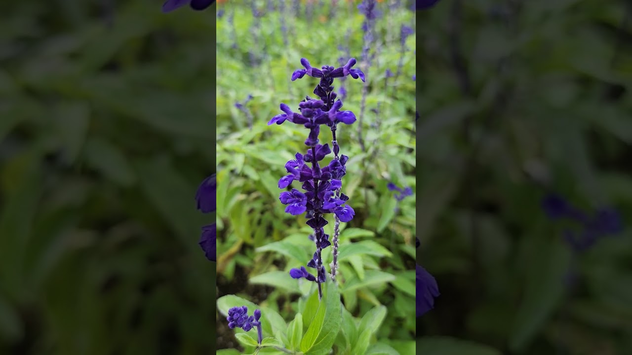 YouTube Short thumbnail