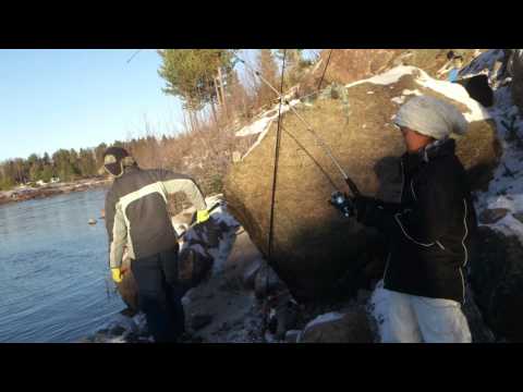 Nong get fiska lax på 7 kg