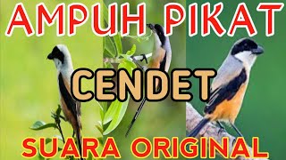 Download lagu SUARA PIKAT BURUNG CENDET AMPUH || MASTER PIKAT CENDET 1.000% 🐦 mp3 Download lagu SUARA PIKAT BURUNG CENDET AMPUH || MASTER PIKAT CENDET 1.000% 🐦 mp3