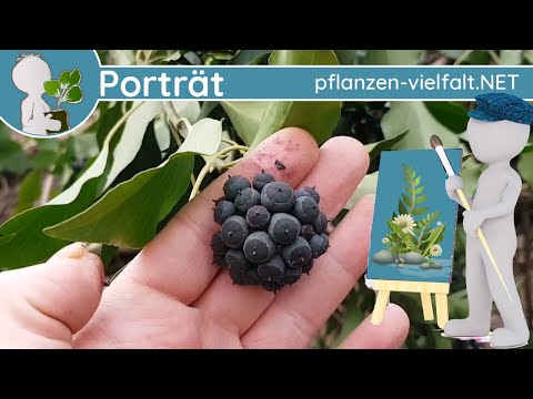 🖼️ Porträt 004 - "Gemeiner Efeu/Efeu" (Hedera helix) - giftige Wildpflanze bzw. Halbstrauch