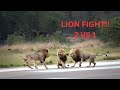 INTENSE Lion Fight 2 Vs 1