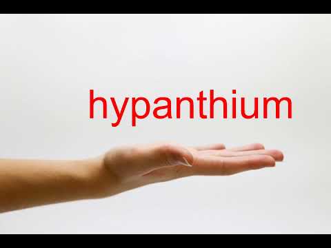How to Pronounce hypanthium - American English