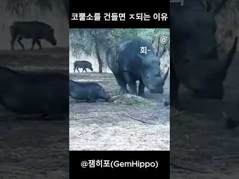 코뿔소를 건드리면 ㅈ되는 이유