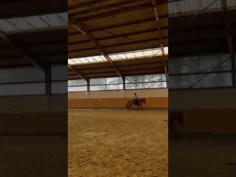 Was reitet ihr?Dressur oder springen♥️🥰 #horses #pferdeliebe #pferdemädchen #pferd #pony #horse