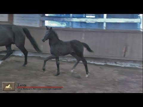 Tamée - Sckickes Oldenburger Rapp-Stutfohlen v. Bon Coeur