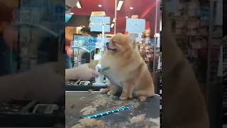 Dog falls asleep while being groomed