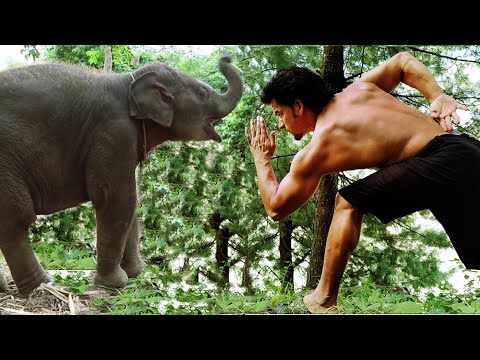 Vidyut Jammwal's Kalari Chalanam | Movement of Animals | Say no to Animal Cruelty