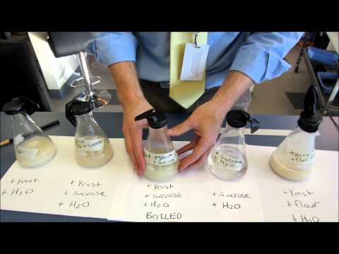 Fermentation Lab Movie