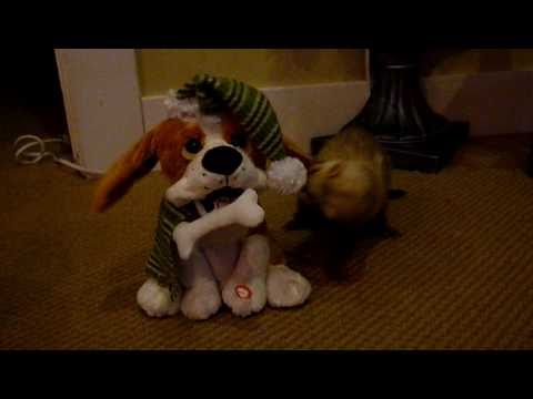 Mitzy vs the barking Christmas hound dog