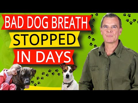 YouTube video about: How to treat sand impaction in dogs at home?