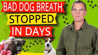 How To Stop Bad Breath In Dogs (The 5 BEST Remedies To Stop Bad Dog Breath)