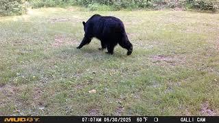 Resident Black Bear 3