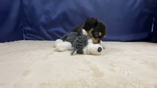 ミニチュアダックスの動画01